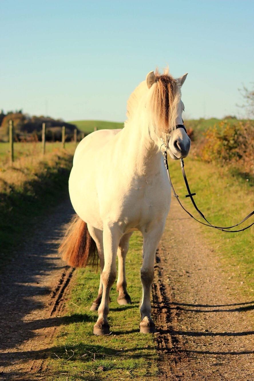 Fjordhest Kaja højmark billede 20