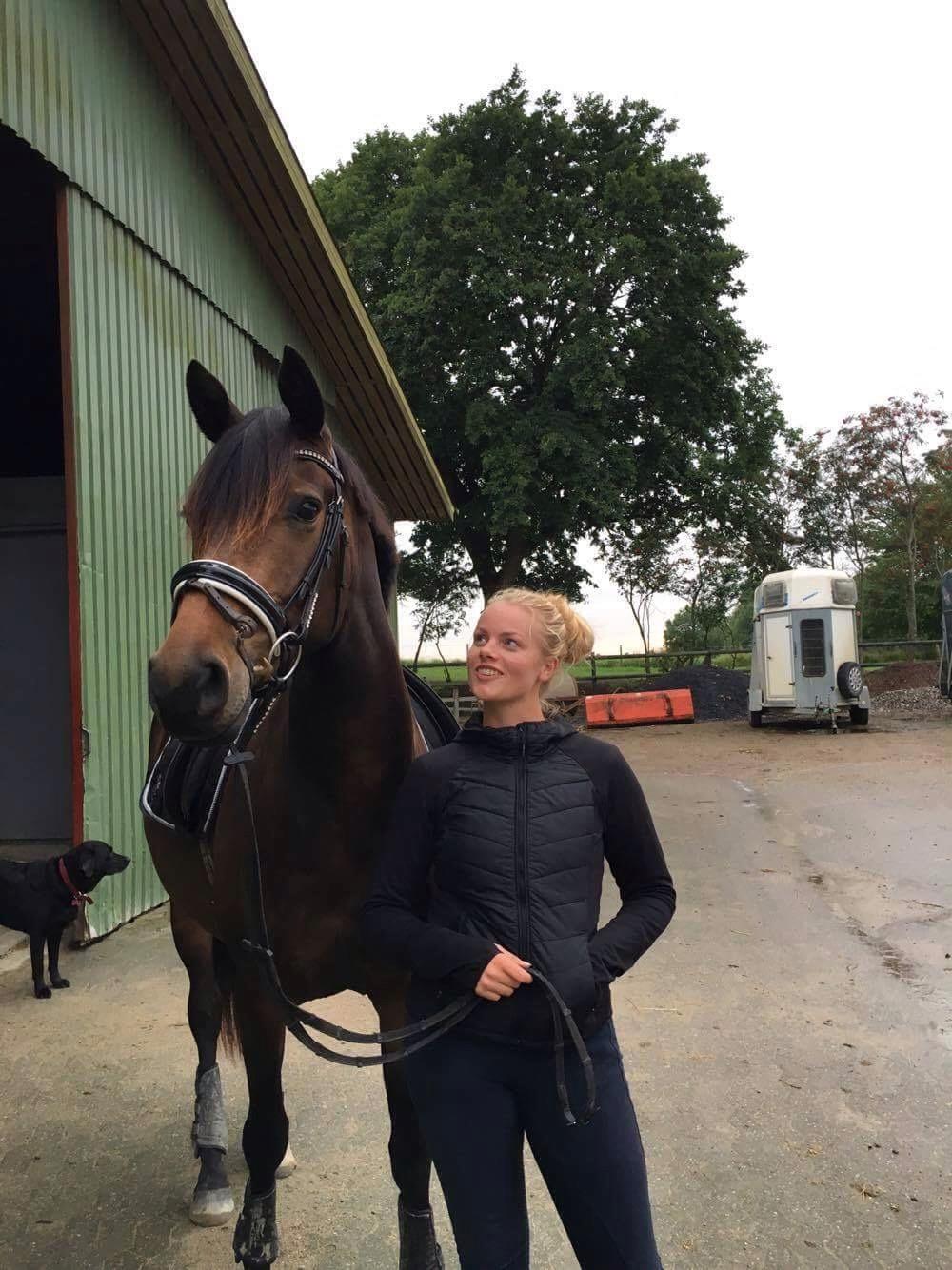 Dansk Varmblod J'adore Pilekær billede 31