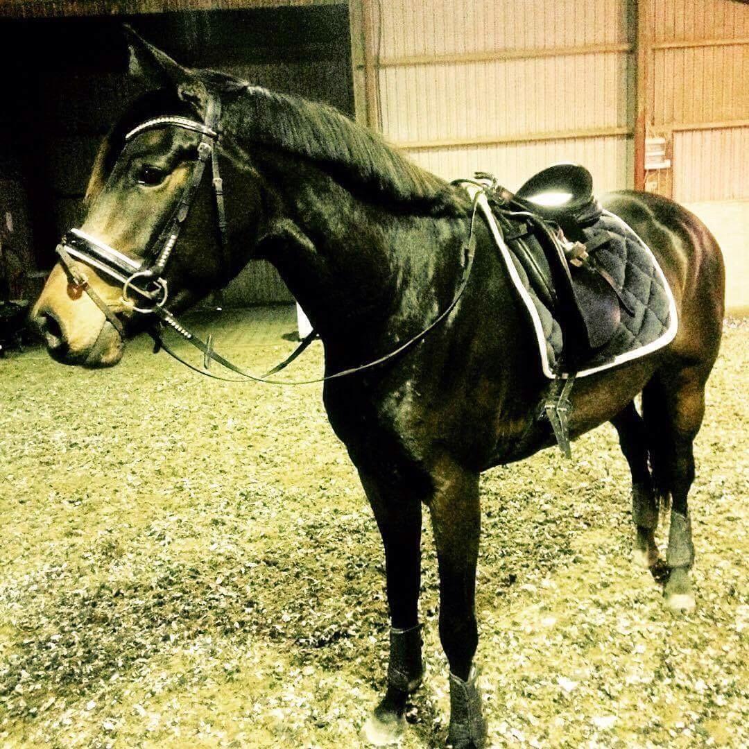 Dansk Varmblod J'adore Pilekær billede 32