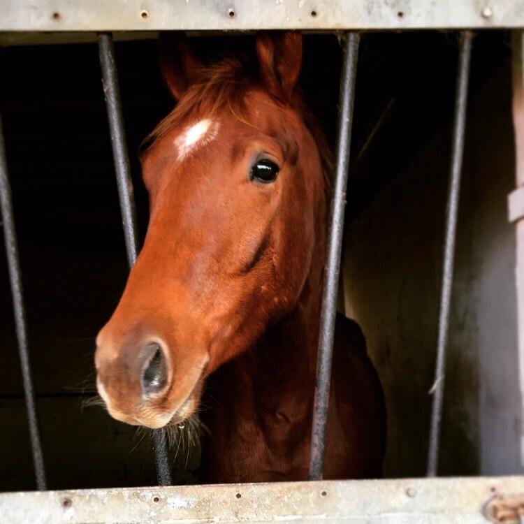 Dansk Varmblod Pilou billede 1