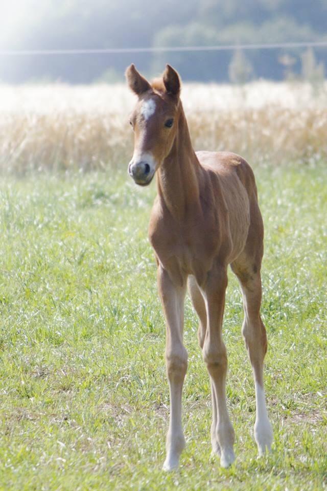 Dansk Varmblod Pilou billede 2