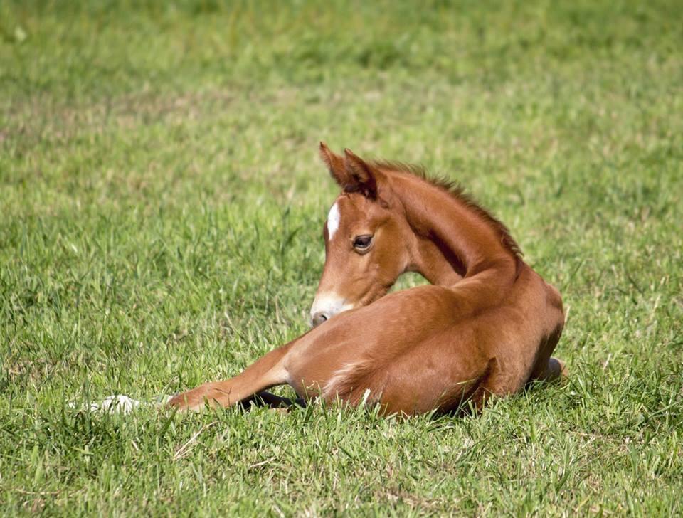 Dansk Varmblod Pilou billede 3