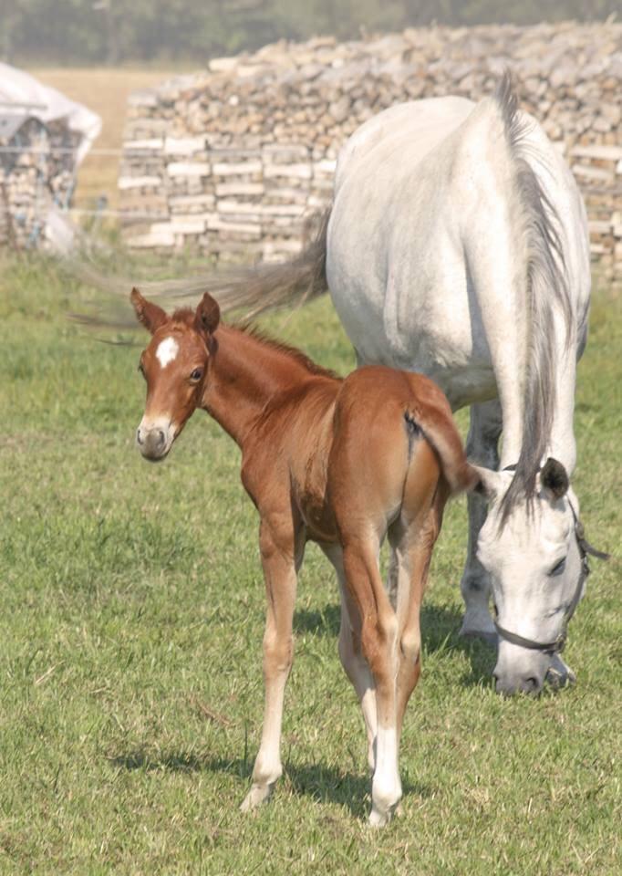 Dansk Varmblod Pilou billede 4