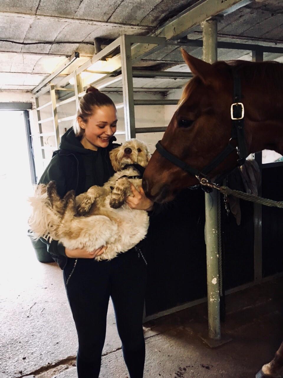 Dansk Varmblod Pilou billede 5