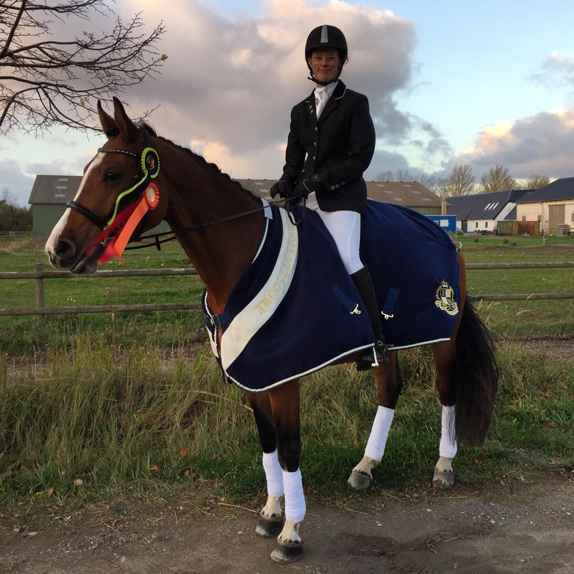 Dansk Varmblod Suzie Q billede 6