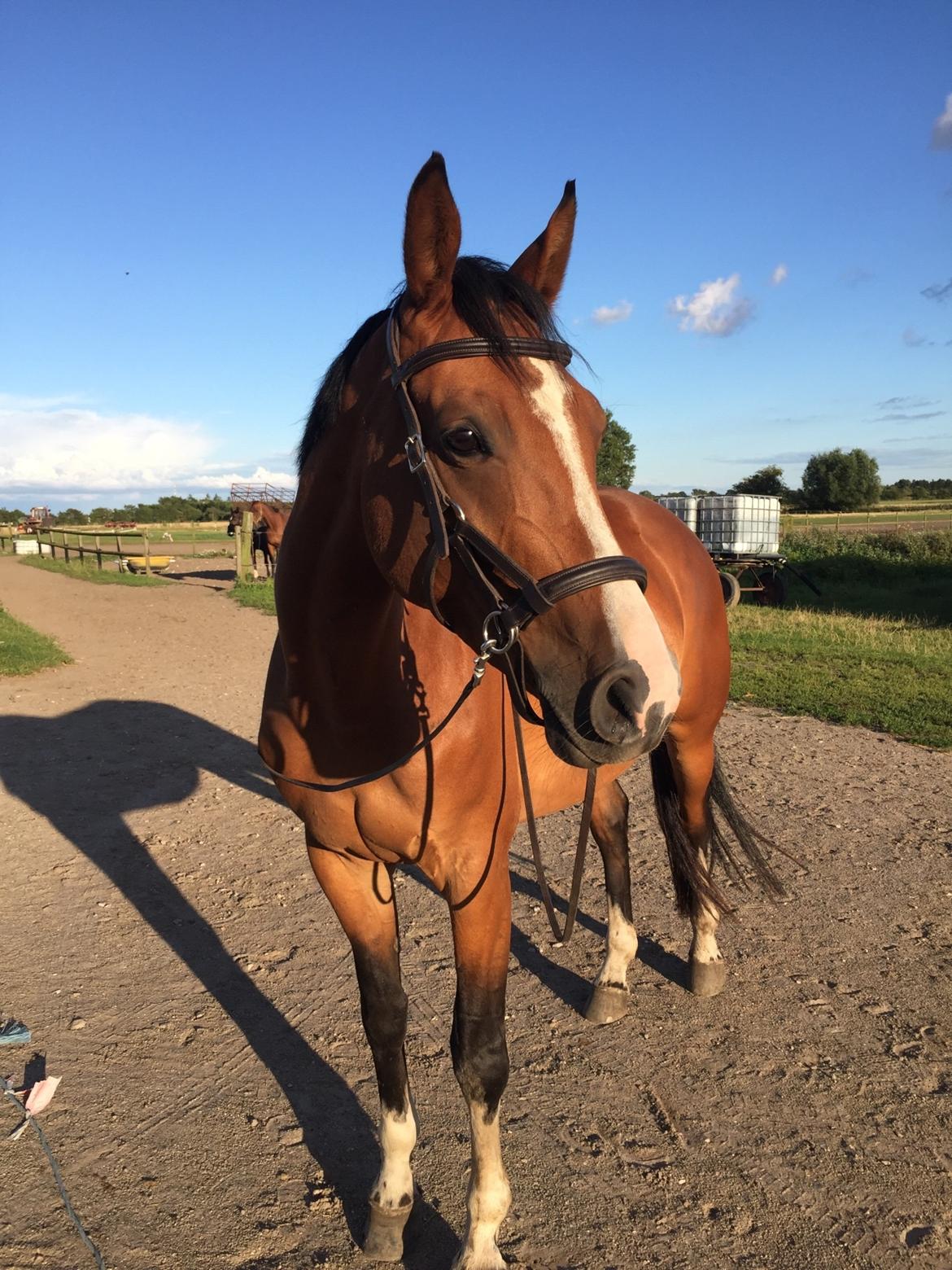 Dansk Varmblod Suzie Q billede 15