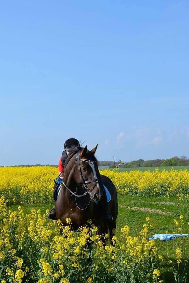 Dansk Varmblod Hyggebo's Mischa  billede 1