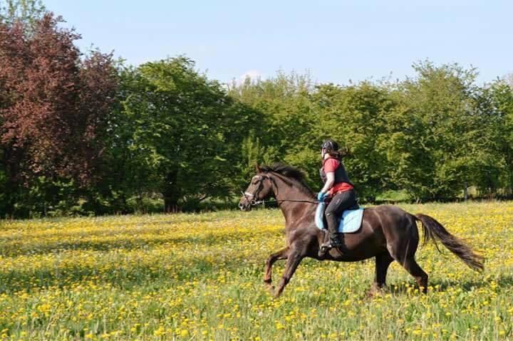 Dansk Varmblod Hyggebo's Mischa  billede 9