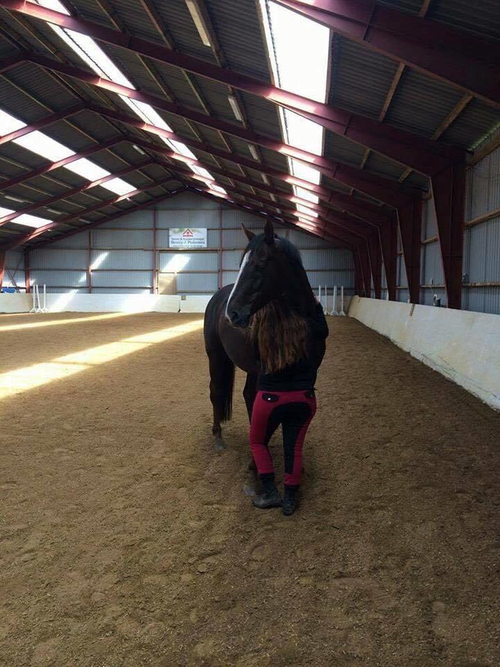 Dansk Varmblod Hyggebo's Mischa  billede 3