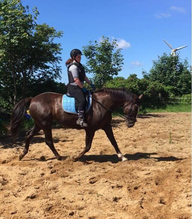 Dansk Varmblod Hyggebo's Mischa  billede 7