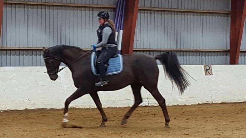 Dansk Varmblod Hyggebo's Mischa  billede 4