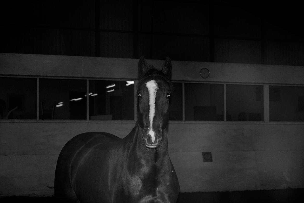 Dansk Varmblod Hyggebo's Mischa  billede 5