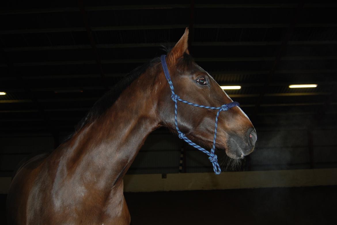 Dansk Varmblod Hyggebo's Mischa  billede 6