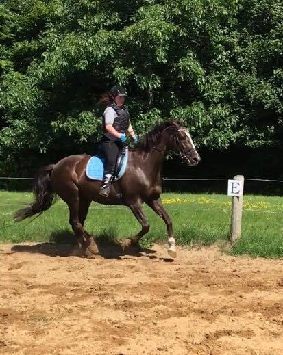 Dansk Varmblod Hyggebo's Mischa  billede 2