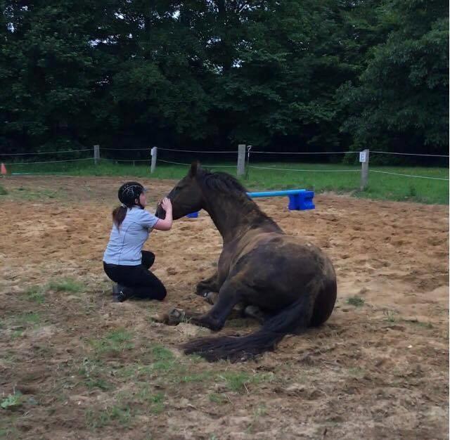 Dansk Varmblod Hyggebo's Mischa  billede 8