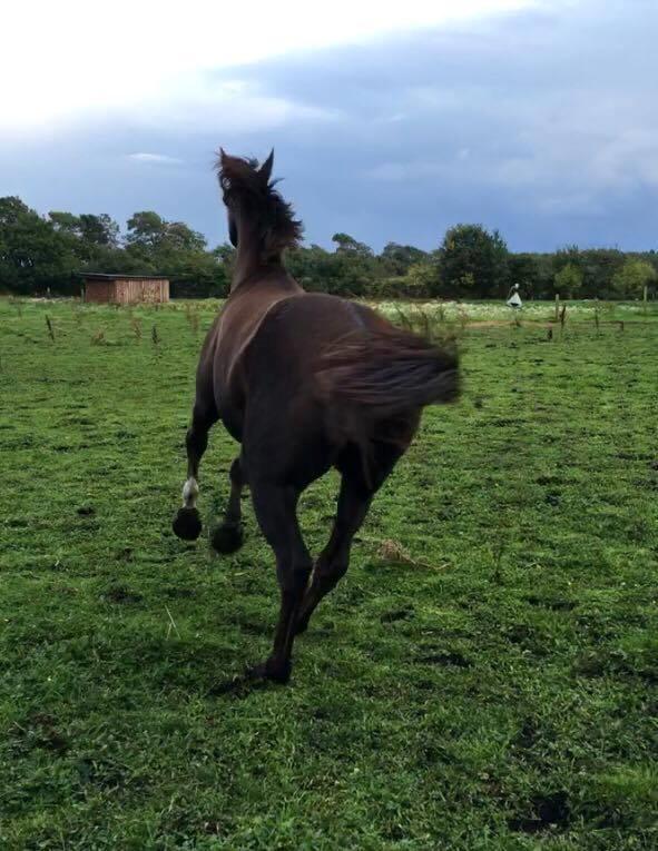 Dansk Varmblod Hyggebo's Mischa  billede 10