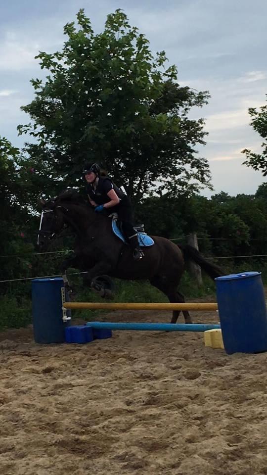 Dansk Varmblod Hyggebo's Mischa  billede 11