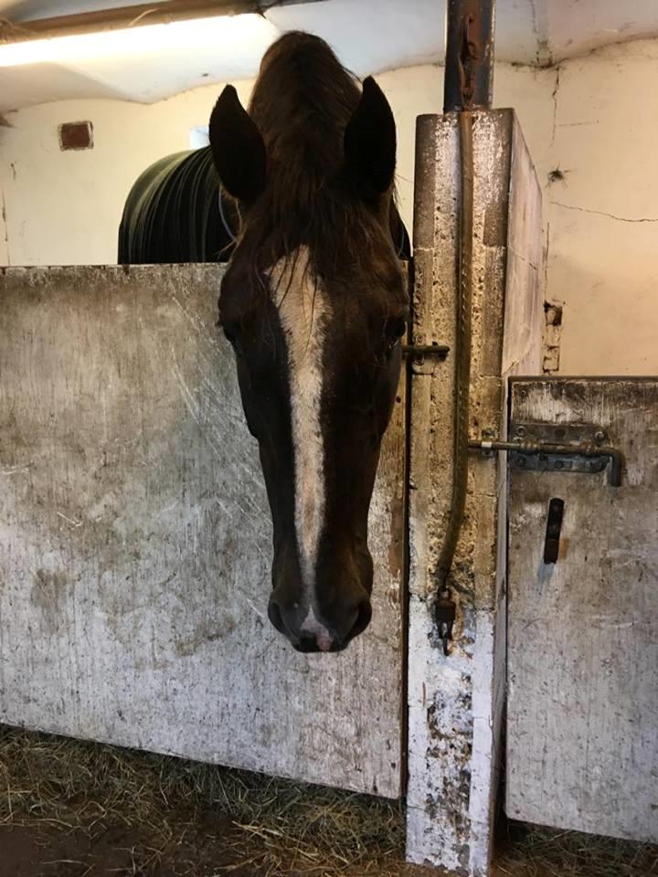 Dansk Varmblod Hyggebo's Mischa  billede 12