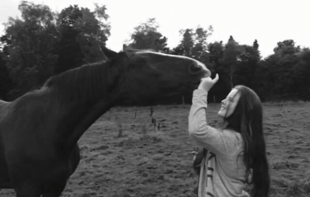 Dansk Varmblod Hyggebo's Mischa  billede 13