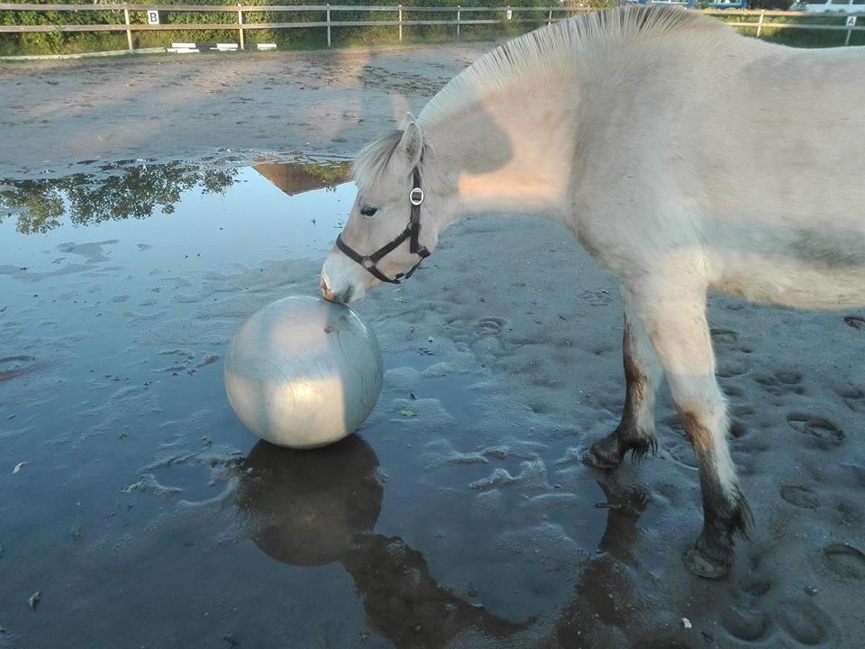 Fjordhest Ellegaards Trille - d. 8 okt 2017 spille bold for første gang  billede 19