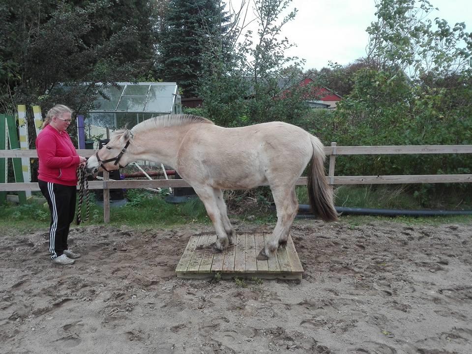 Fjordhest Ellegaards Trille - d. 18 2017 okt stå/ gå hen over palle for første gang :-)  billede 12