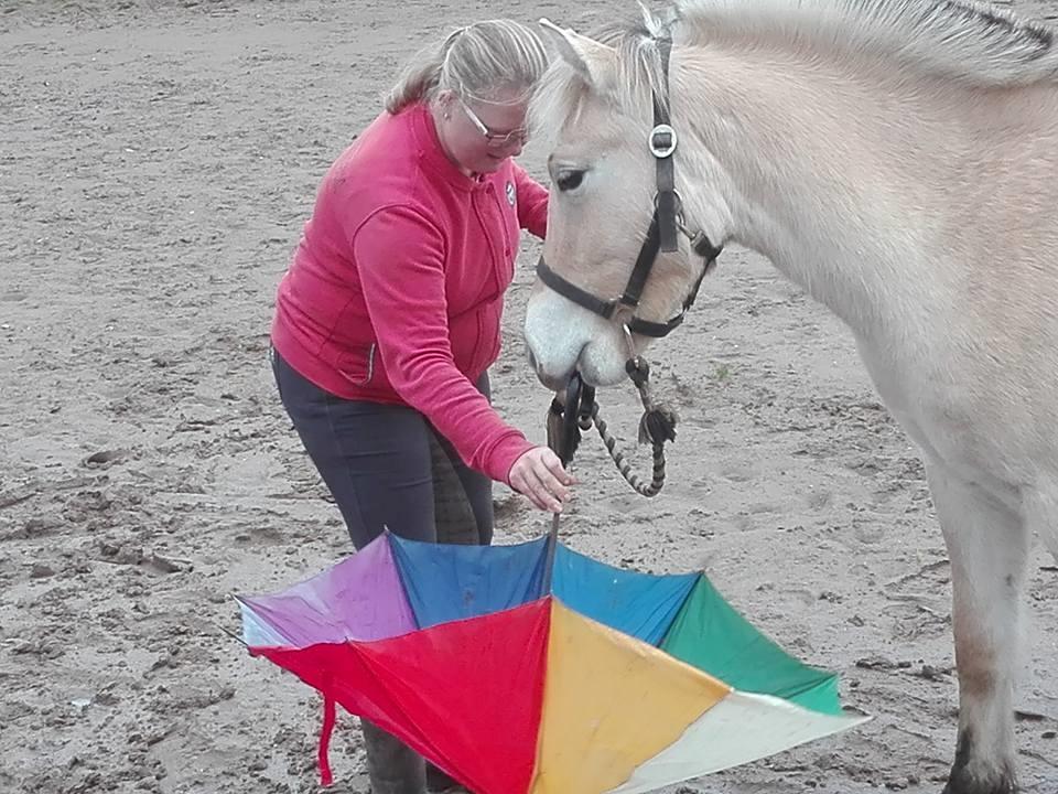 Fjordhest Ellegaards Trille - d. 21 okt 2017 se/ lege med paraply for første gang :-) billede 10