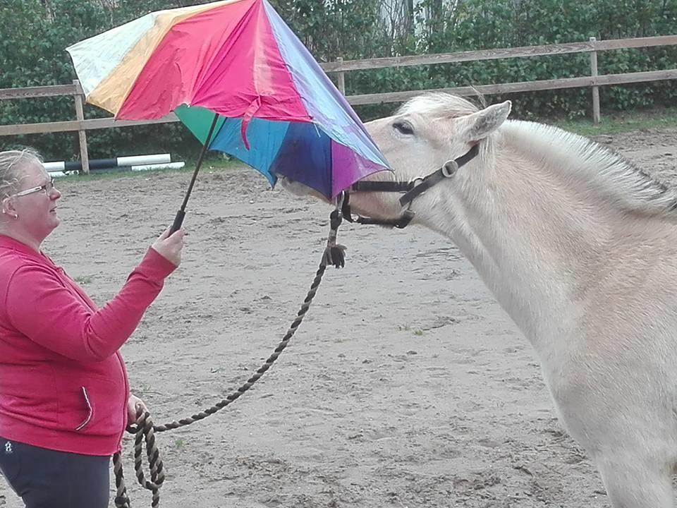 Fjordhest Ellegaards Trille - d. 21 okt 2017 se/ lege med paraply for første gang :-) billede 18