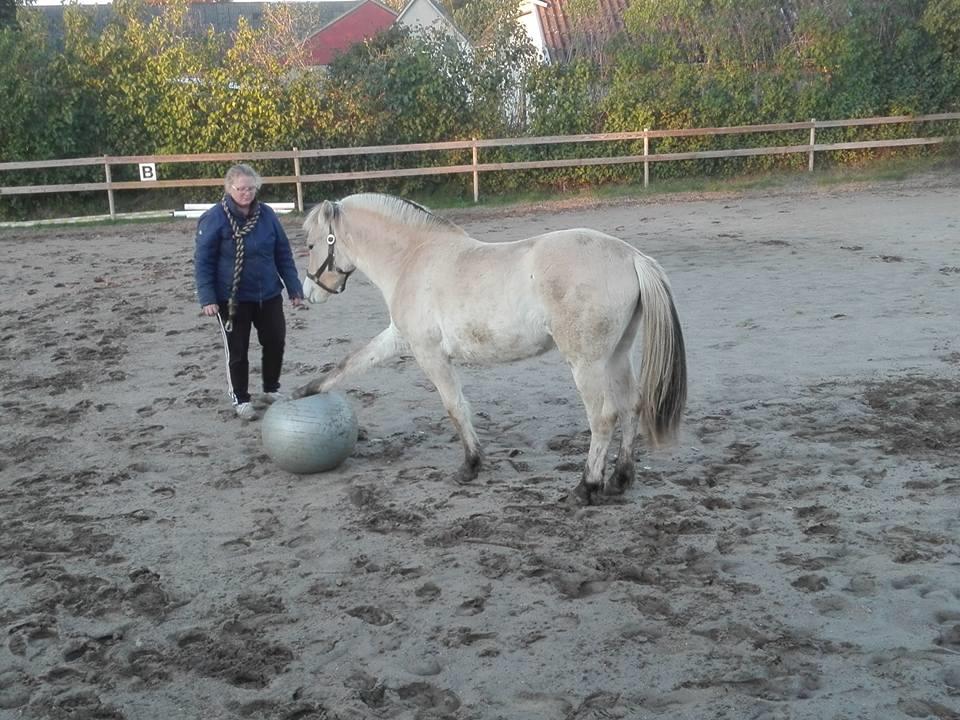 Fjordhest Ellegaards Trille - d. 8 okt 2017 spille bold for første gang :-)  billede 11