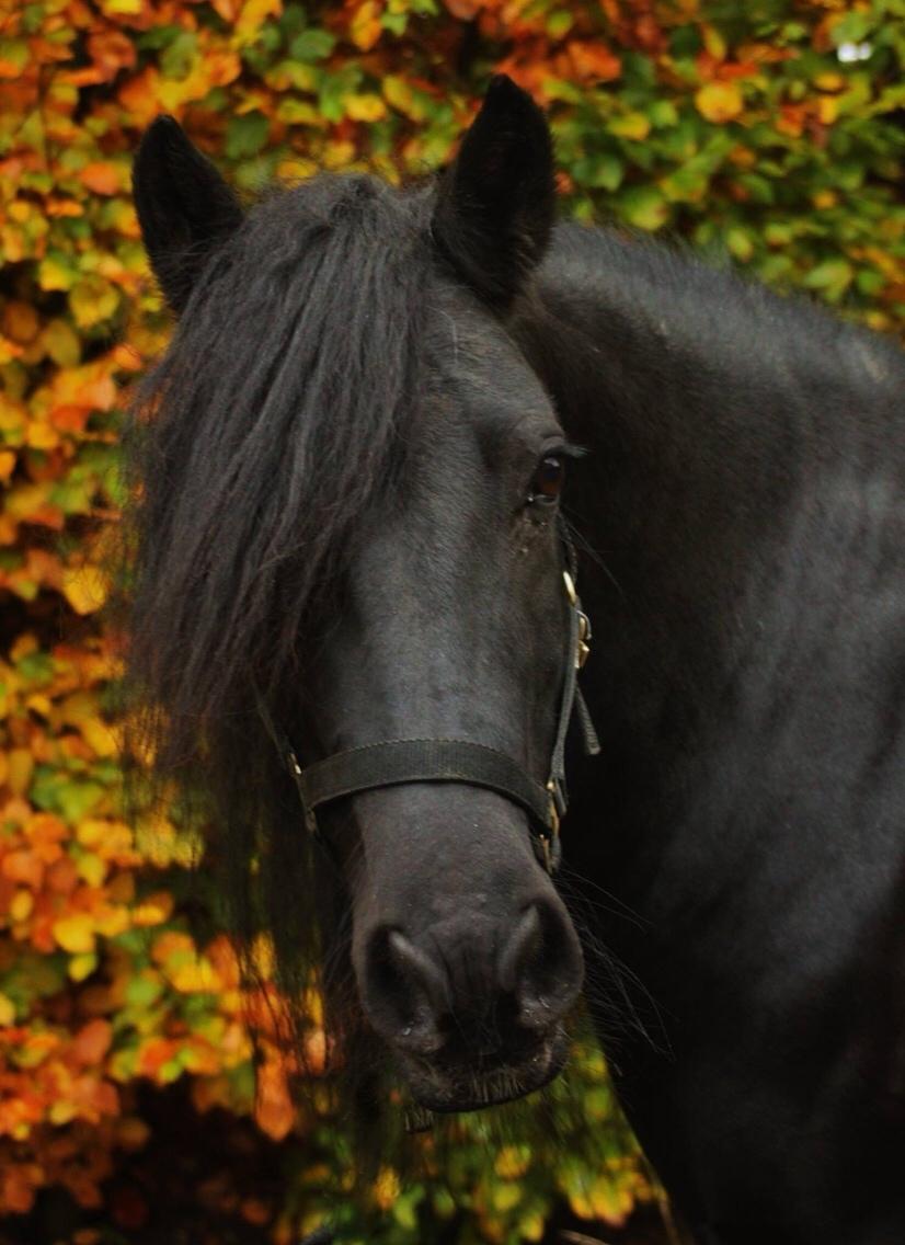Fell pony - Hollyhouse Bracken (Bob) † billede 19