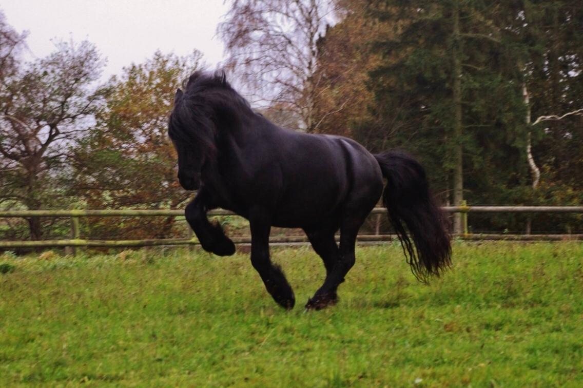 Fell pony - Hollyhouse Bracken (Bob) † billede 18