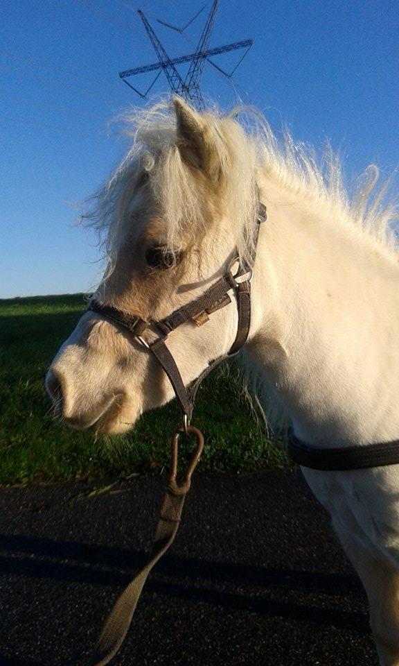 Dansk Miniature *SOLGT* Riddersholm's Valentin - Oktober 2017 - Startet til køretræning  billede 36