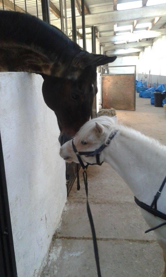 Dansk Miniature *SOLGT* Riddersholm's Valentin - Oktober 2017 - Startet til køretræning  billede 8