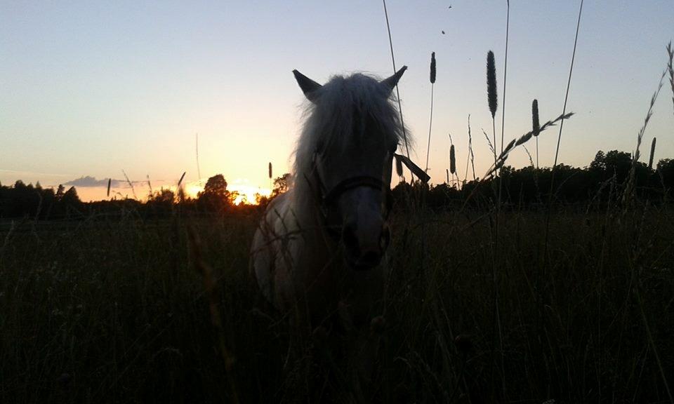 Dansk Miniature *SOLGT* Riddersholm's Valentin - Juli 2017 - Valentin Sverige billede 29
