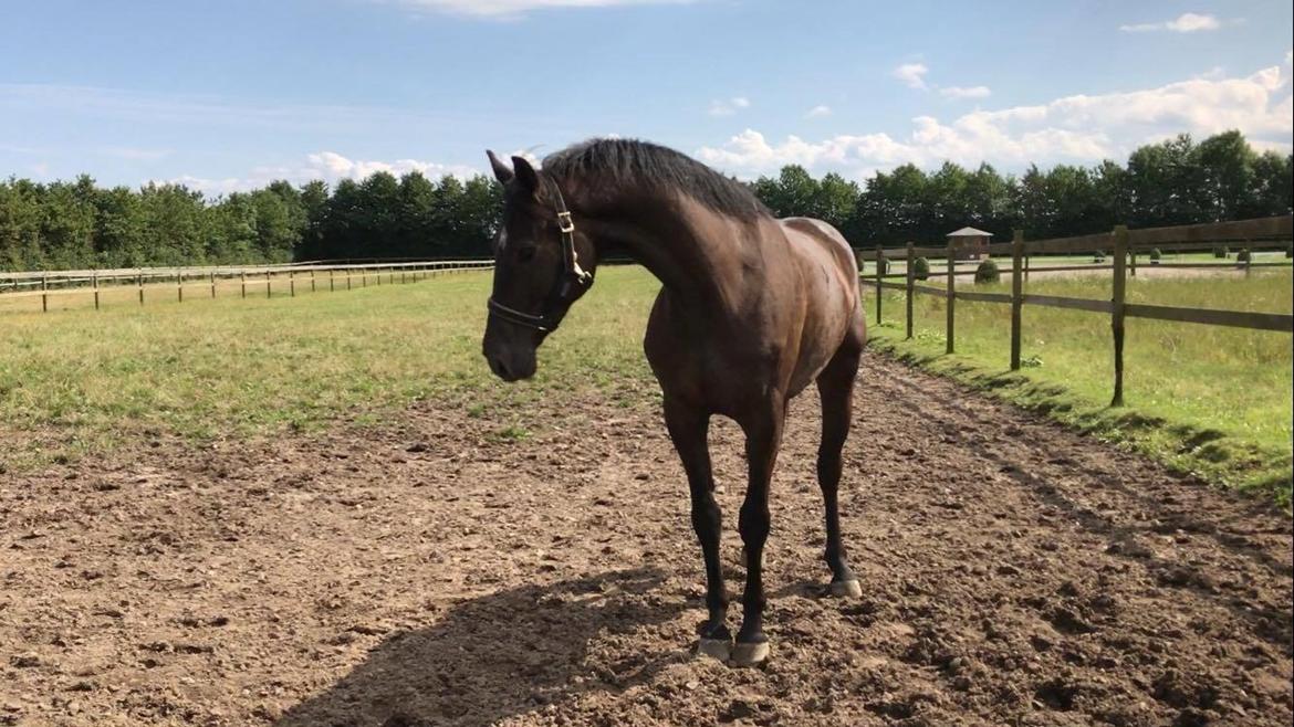 Dansk Varmblod Højgaardens Hamilton billede 1