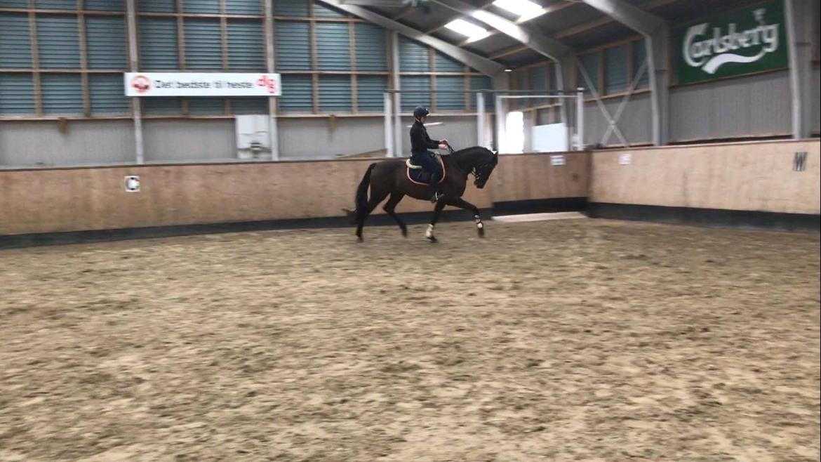 Dansk Varmblod Højgaardens Hamilton billede 2