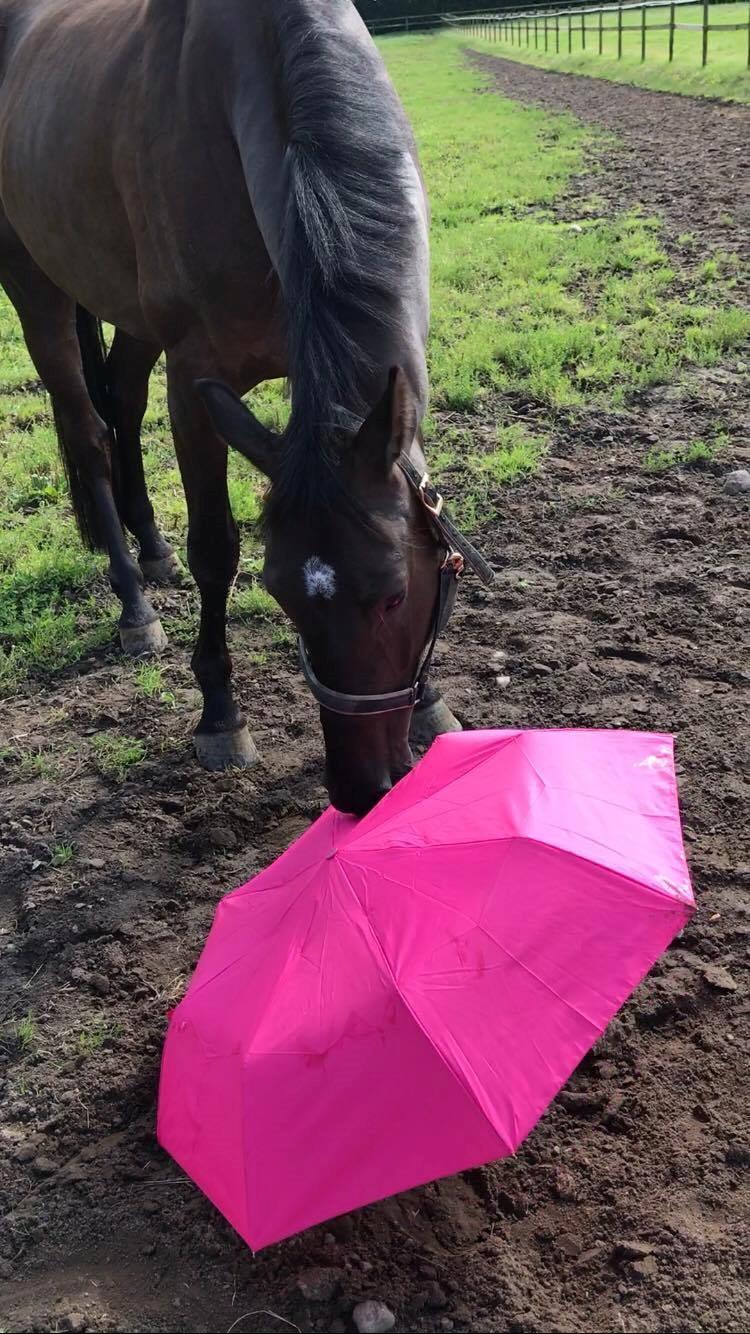 Dansk Varmblod Højgaardens Hamilton billede 3