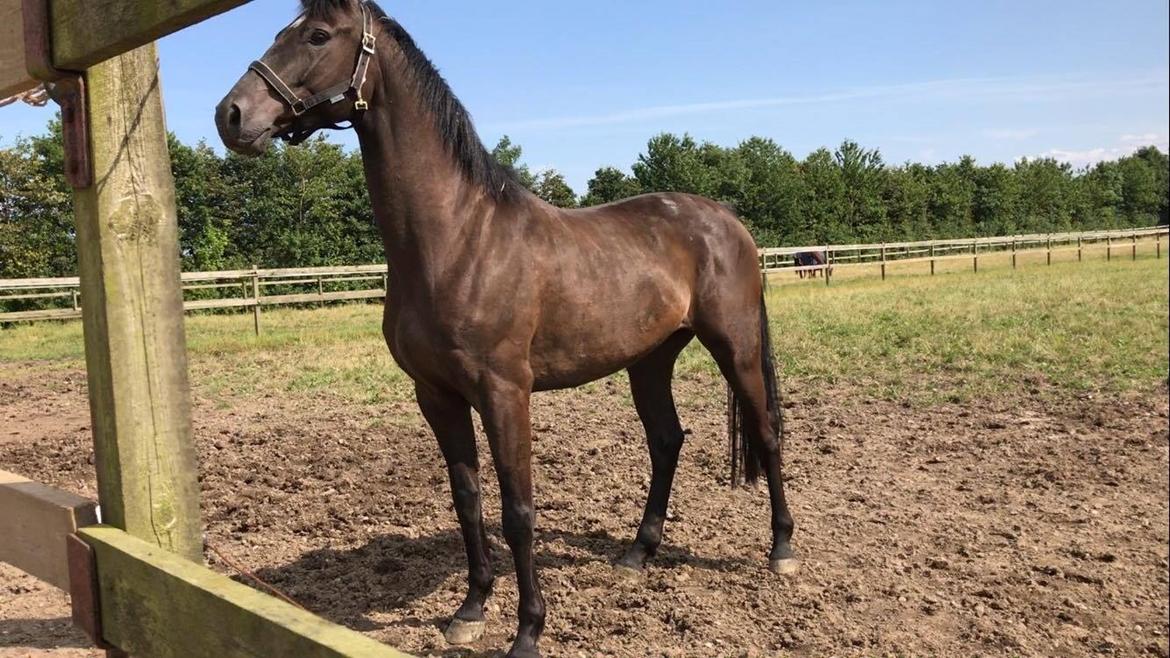 Dansk Varmblod Højgaardens Hamilton billede 4