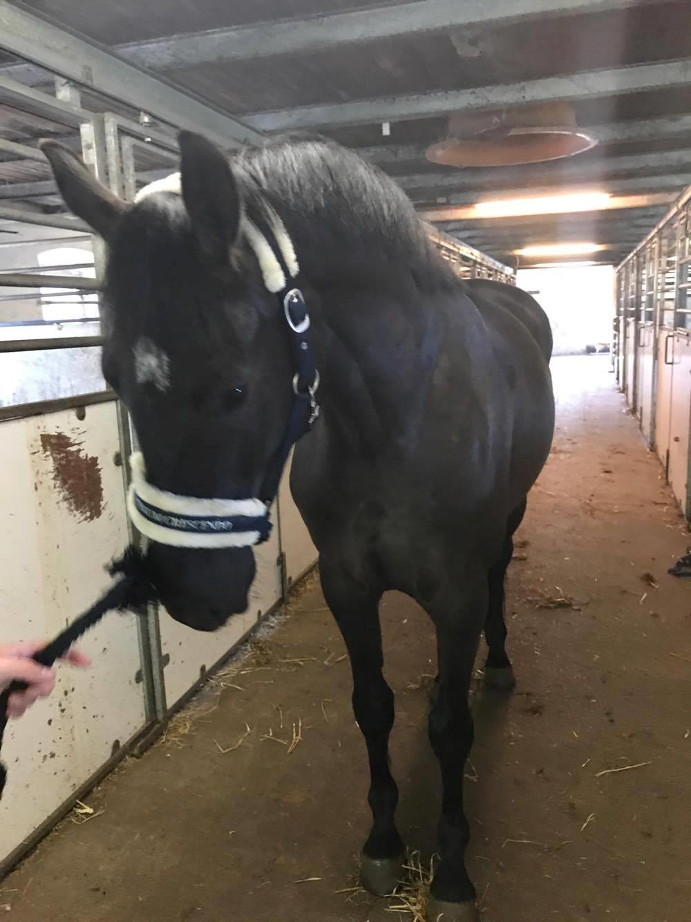 Dansk Varmblod Højgaardens Hamilton billede 5