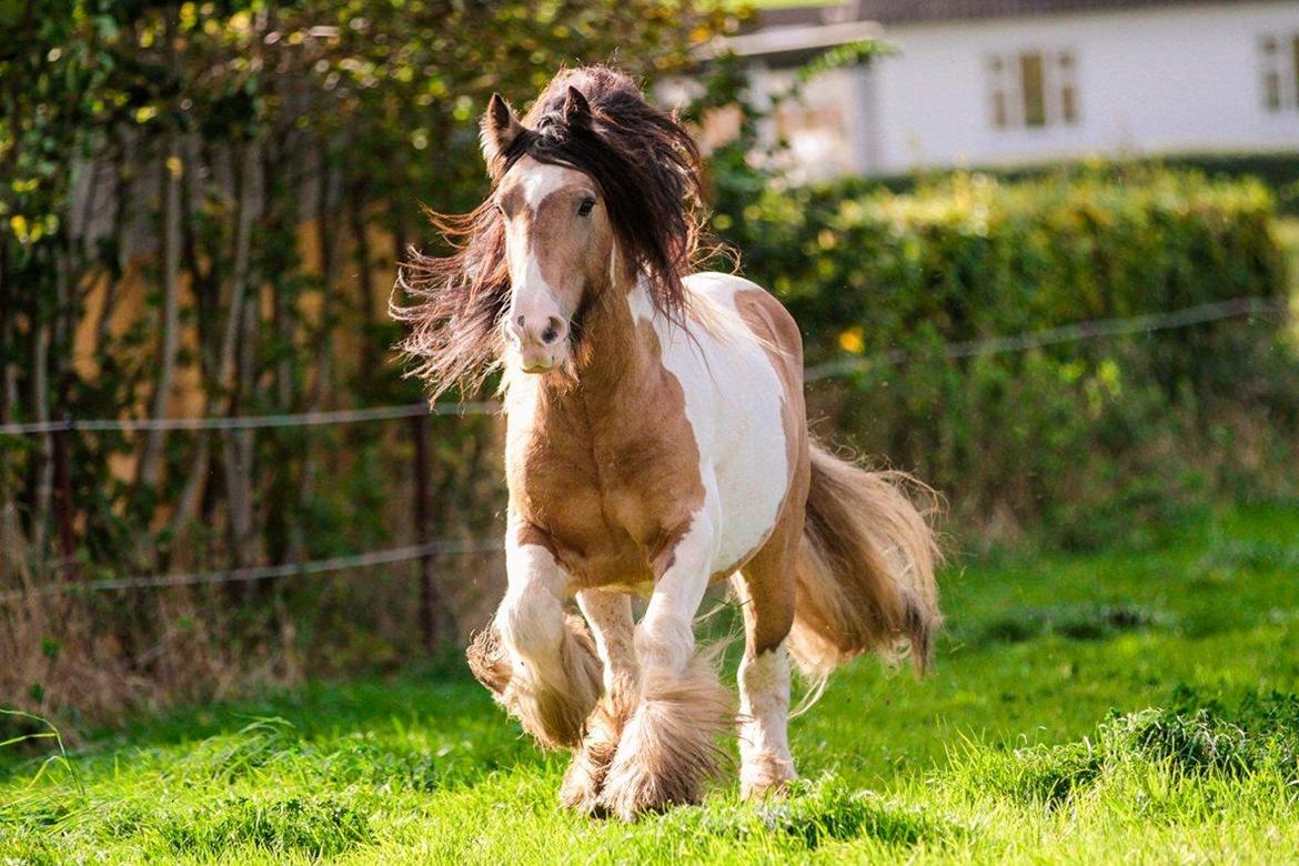 Irish Cob Cillbarra golden vale billede 1