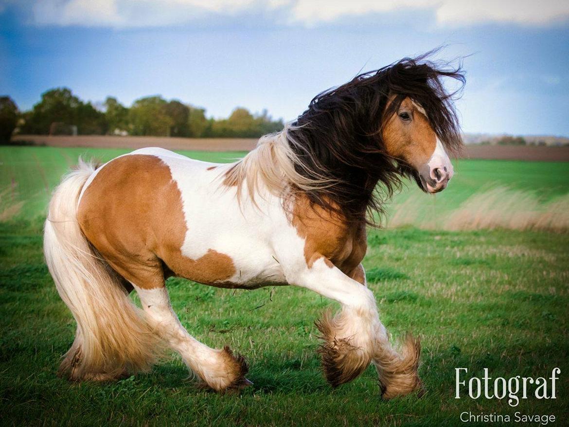 Irish Cob Cillbarra golden vale billede 2