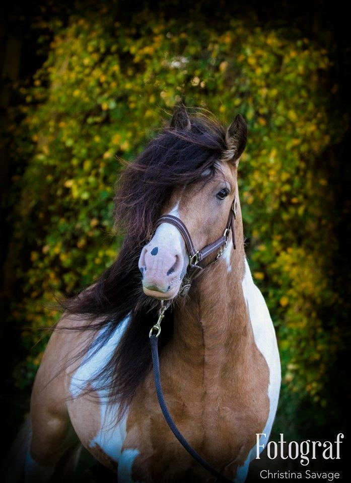 Irish Cob Cillbarra golden vale billede 3