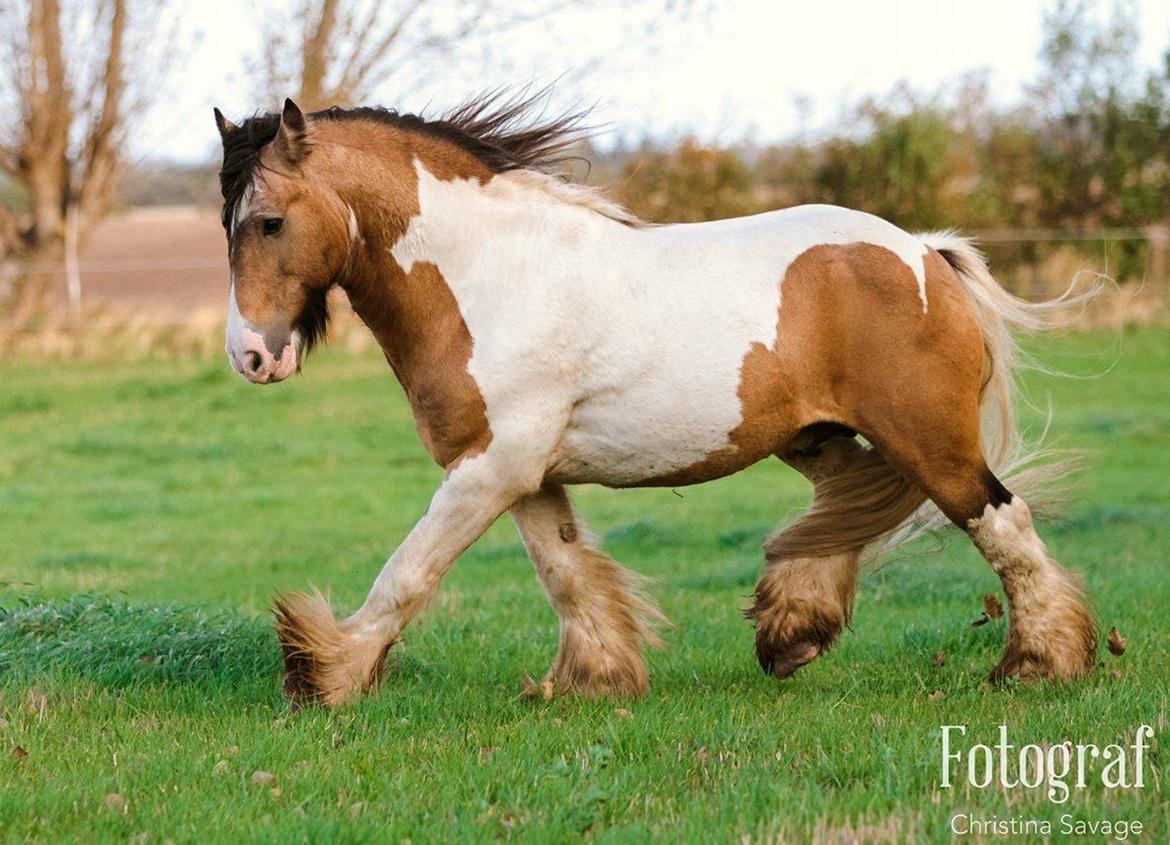 Irish Cob Cillbarra golden vale billede 4