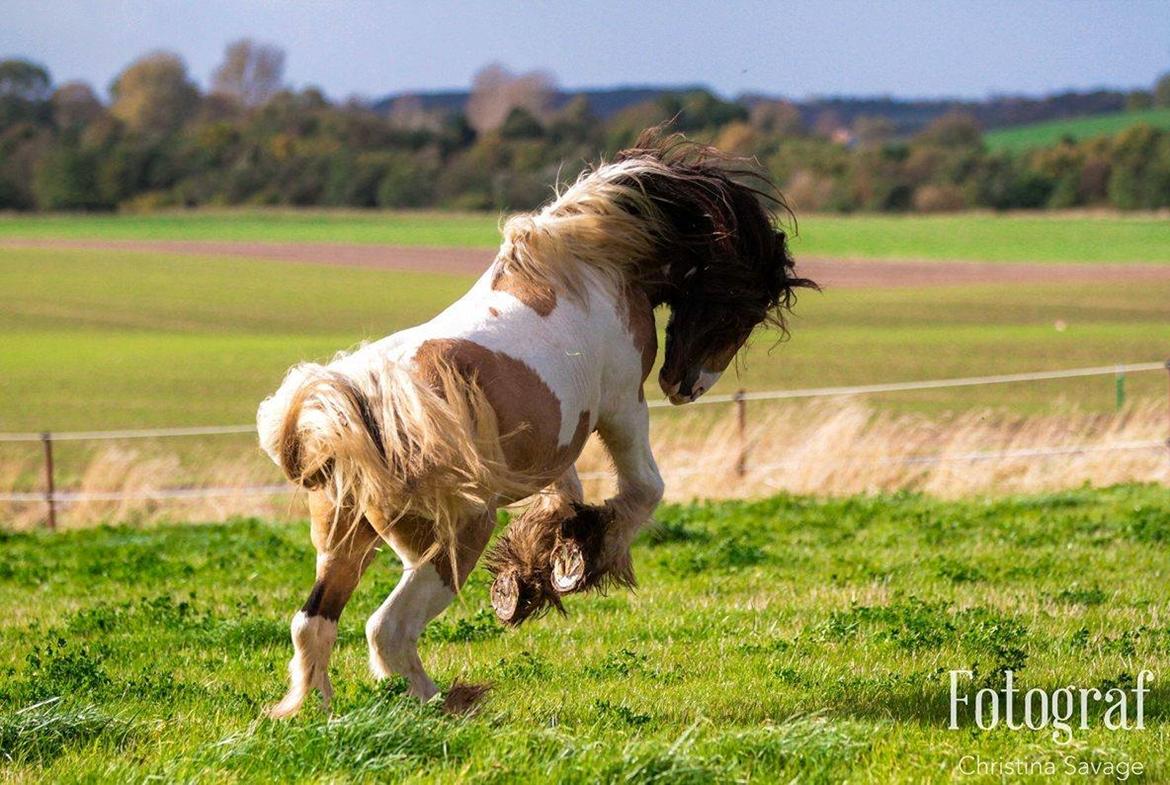 Irish Cob Cillbarra golden vale billede 5