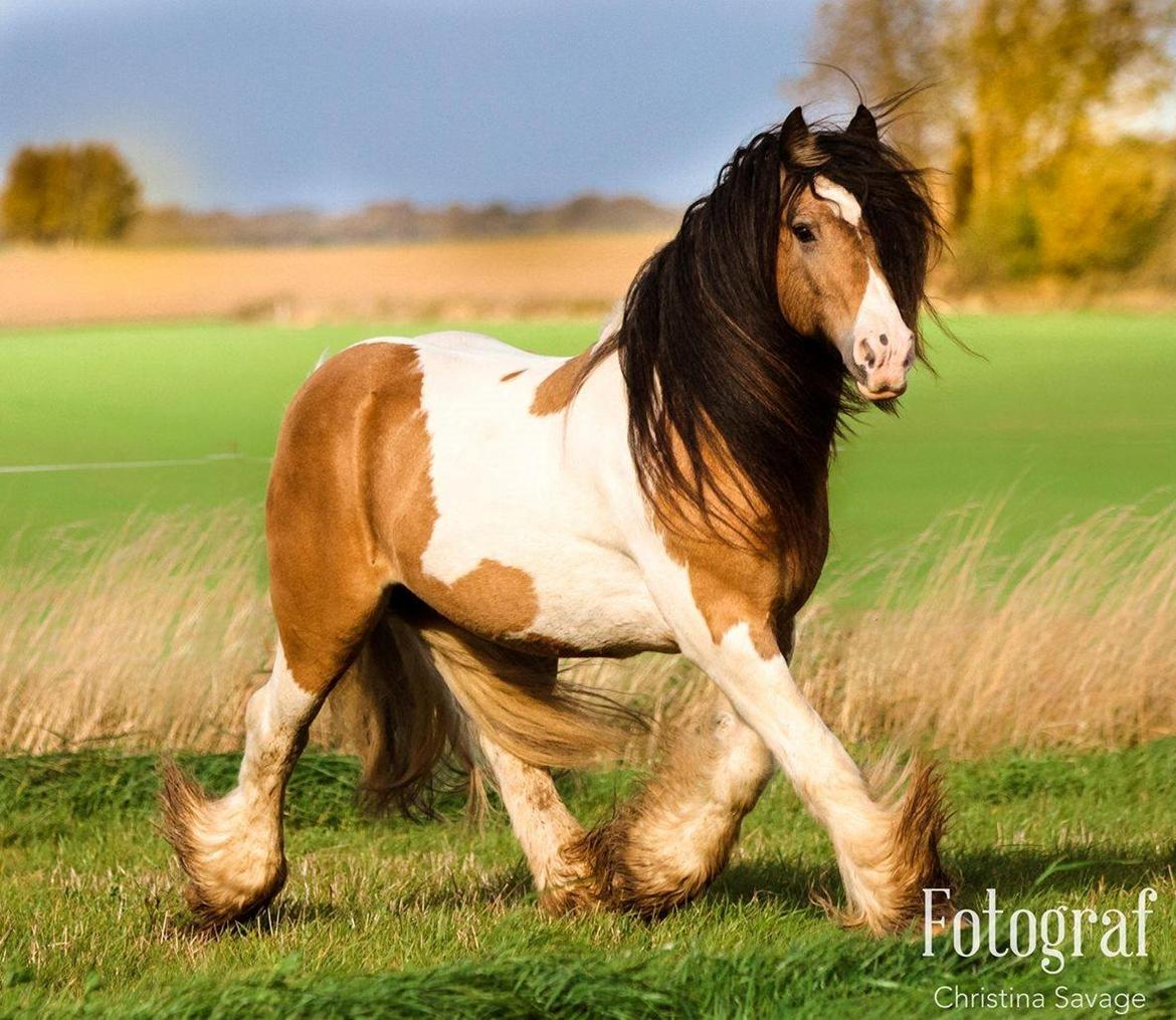 Irish Cob Cillbarra golden vale billede 6