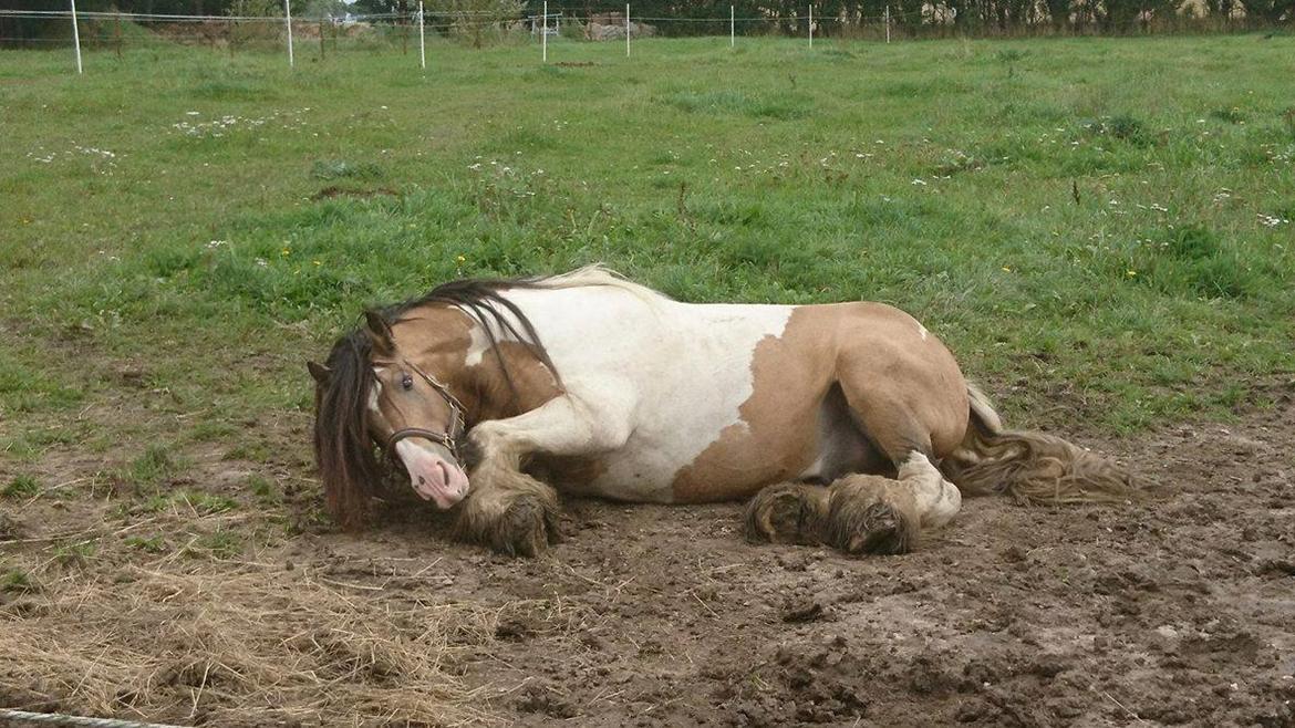 Irish Cob Cillbarra golden vale billede 7