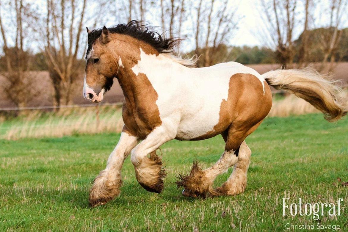 Irish Cob Cillbarra golden vale billede 8