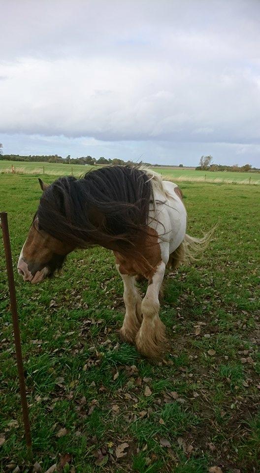 Irish Cob Cillbarra golden vale billede 9