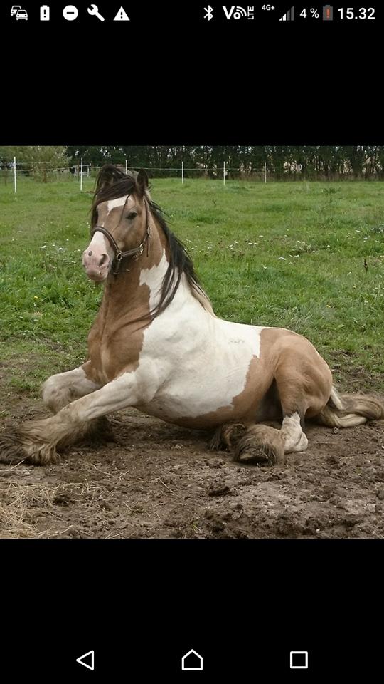 Irish Cob Cillbarra golden vale billede 10