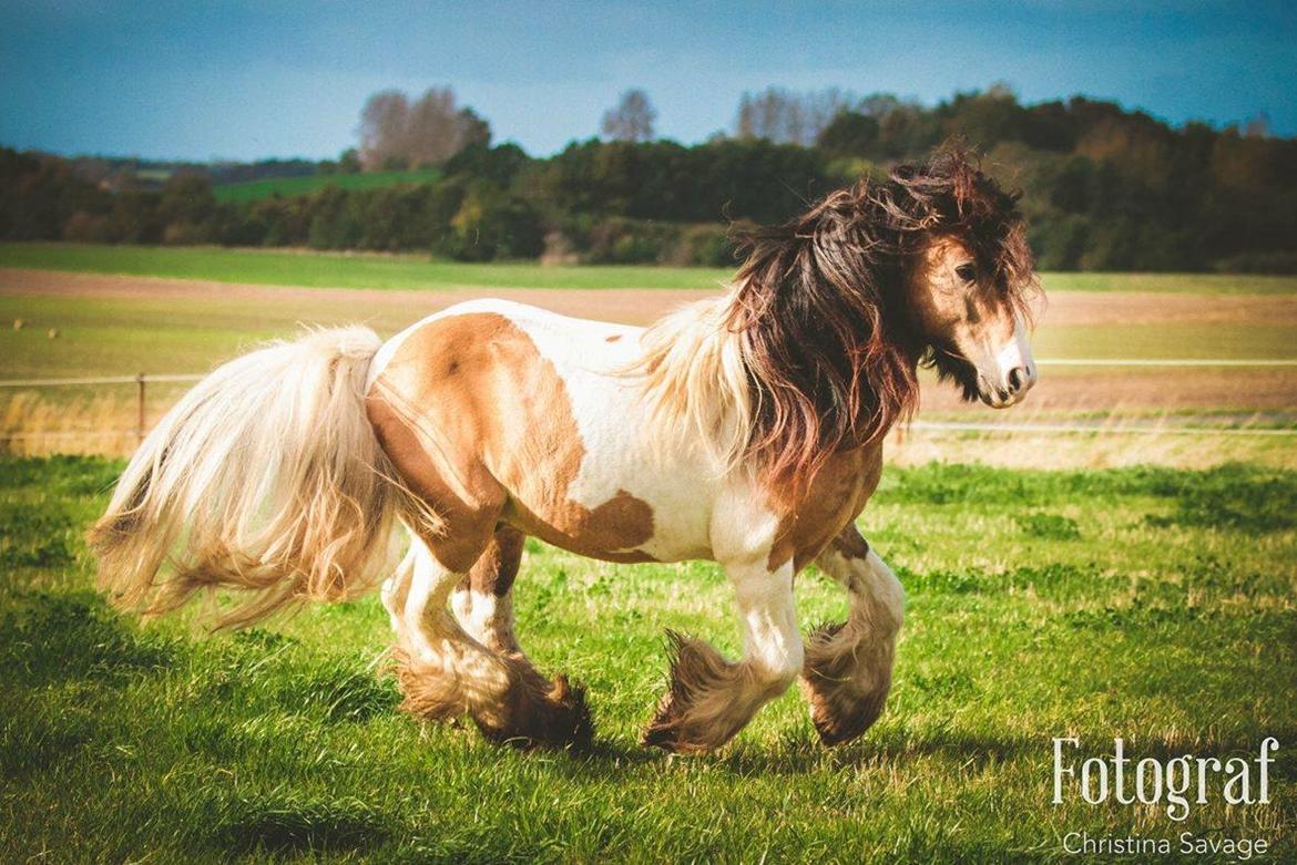 Irish Cob Cillbarra golden vale billede 11