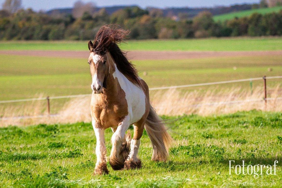 Irish Cob Cillbarra golden vale billede 12